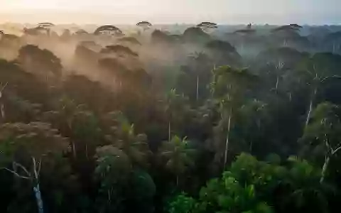 Dichter, unberührter tropischer Regenwald mit dichtem Blätterdach im sanften Licht der Morgendämmerung. - Foto: über boerse-global.de