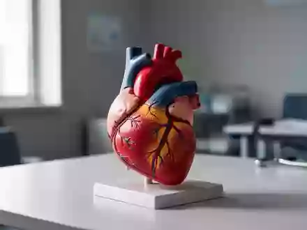 Ein anatomisches Modell eines menschlichen Herzens in einer klinischen Umgebung. - Foto: über boerse-global.de