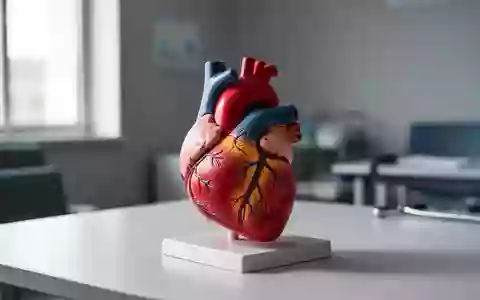 Ein anatomisches Modell eines menschlichen Herzens in einer klinischen Umgebung. - Foto: über boerse-global.de