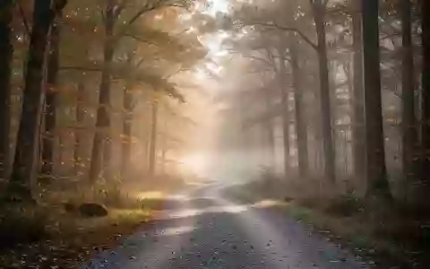 Ein ruhiger, von der Morgensonne durchfluteter Waldweg im Herbst, der zu ausgedehnten Spaziergängen einlädt. - Foto: über boerse-global.de