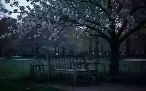 Symbolbild: Parkbank unter einem blühenden Baum - Foto: über boerse-global.de