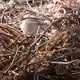 Kupfer kann wieder und wieder recycelt werden. (Archivbild) - Bild: Marcus Brandt/dpa
