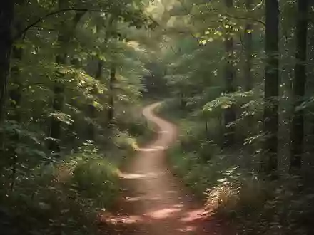 Ein gewundener Pfad in einem sonnendurchfluteten Wald, der neue Wege und kognitive Offenheit symbolisiert. - Foto: über boerse-global.de