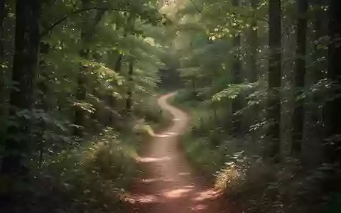 Ein gewundener Pfad in einem sonnendurchfluteten Wald, der neue Wege und kognitive Offenheit symbolisiert. - Foto: über boerse-global.de