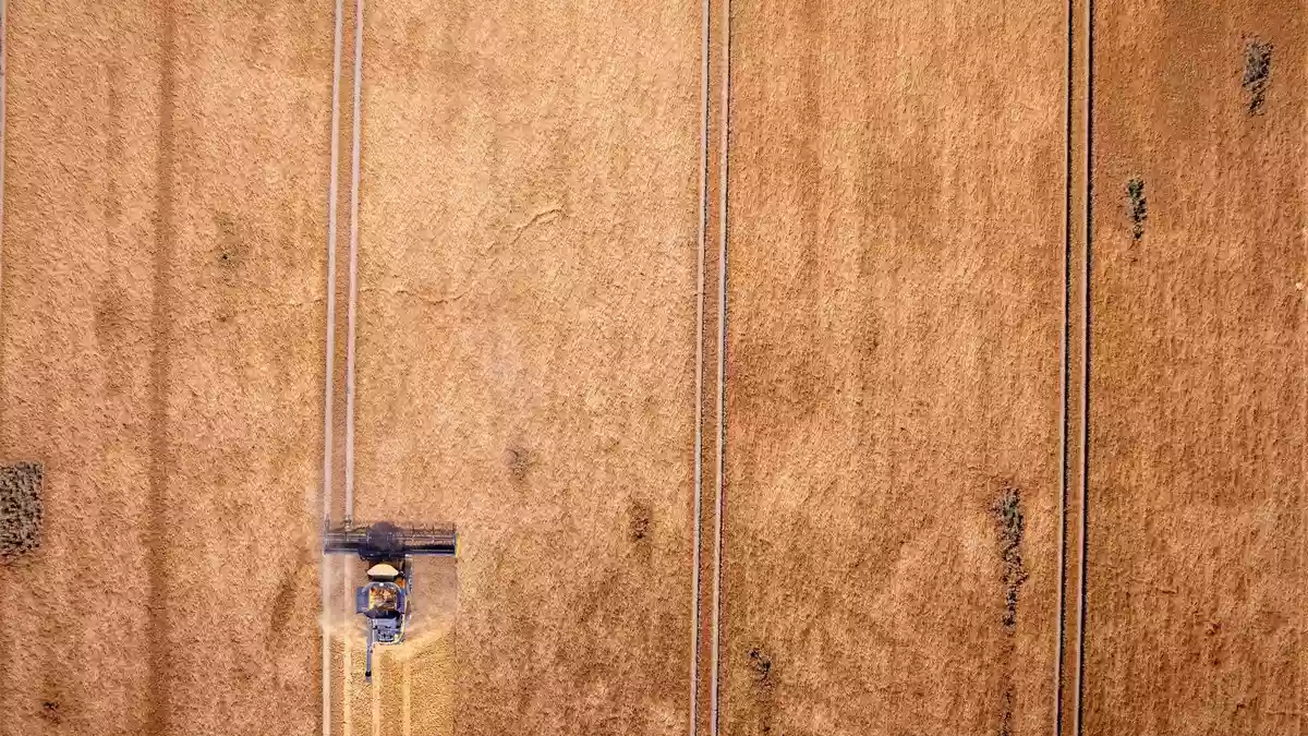 Ungünstiges Wetter bedroht vielerorts die Ernten. Das ist ein Grund, warum Lebensmittel teurer werden. (Symbolbild) - Bild: Jens Büttner/dpa