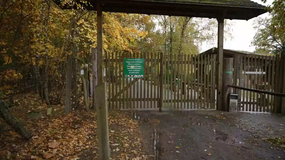 Die Polizei untersucht, wie es zu dem Angriff eines Wolf im Wildpark Johannismühle kommen konnte.   - Bild: Carsten Koall/dpa