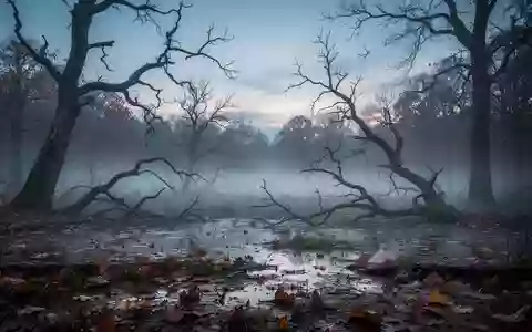Nebelverhangener herbstlicher Wald mit kahlen Ästen und feuchtem Laub auf dem Boden. - Foto: über boerse-global.de
