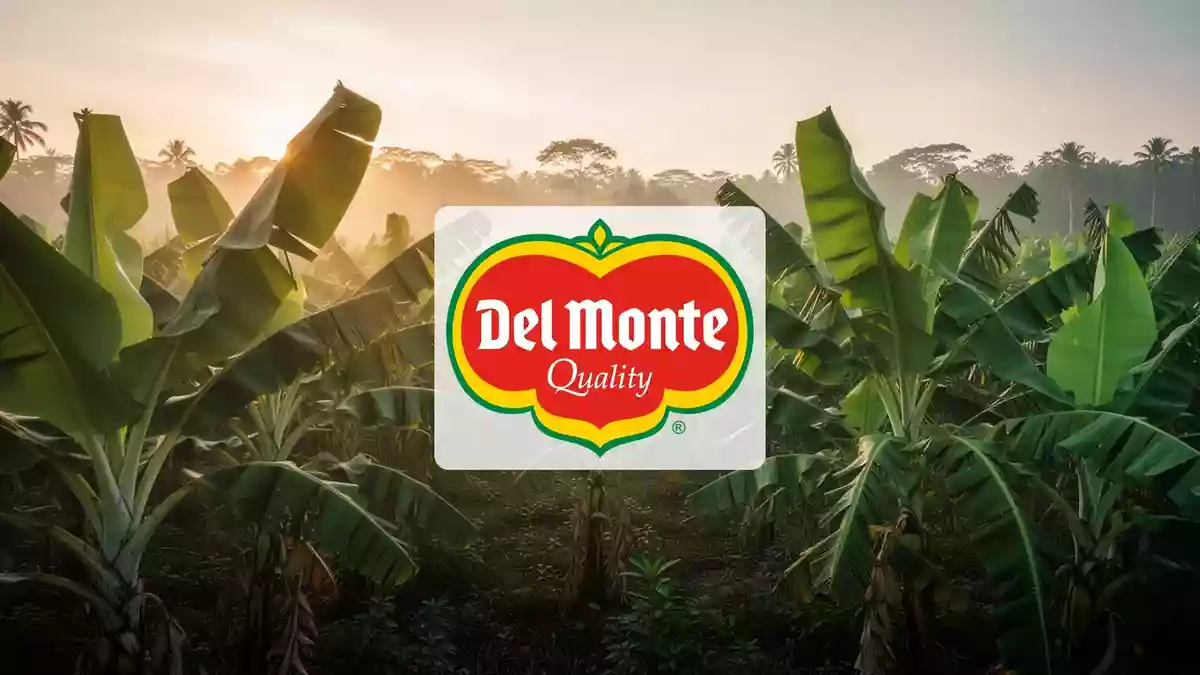 Lichtdurchflutete Bananenplantage in den frühen Morgenstunden als Symbol für die Agrarwirtschaft. Illustration mit AI erstellt.