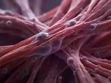 Nahaufnahme von biologischen Muskelfasern unter einem Mikroskop, die zelluläre Strukturen in Rot- und Violetttönen zeigen. - Foto: über boerse-global.de
