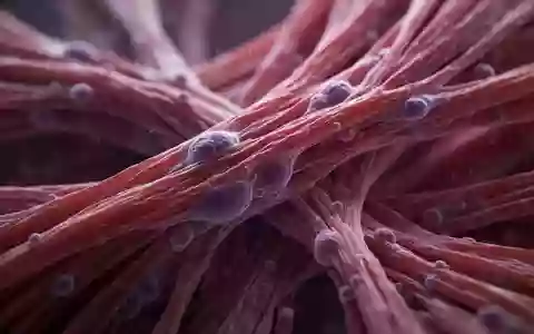 Nahaufnahme von biologischen Muskelfasern unter einem Mikroskop, die zelluläre Strukturen in Rot- und Violetttönen zeigen. - Foto: über boerse-global.de