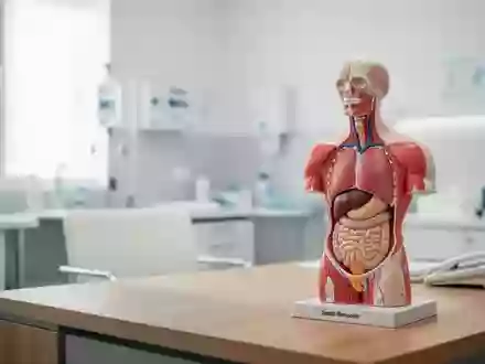 Anatomisches Modell eines menschlichen Oberkörpers in einem hellen, modernen medizinischen Behandlungsraum. - Foto: über boerse-global.de