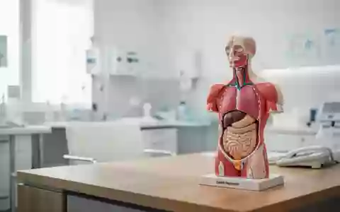 Anatomisches Modell eines menschlichen Oberkörpers in einem hellen, modernen medizinischen Behandlungsraum. - Foto: über boerse-global.de
