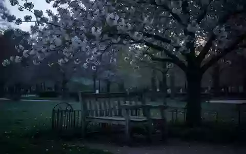 Symbolbild: Parkbank unter einem blühenden Baum - Foto: über boerse-global.de