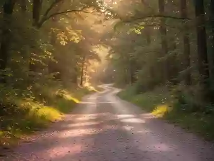 Ein leerer Waldweg im Sonnenlicht, der zu Bewegung im Freien anregt. - Foto: über boerse-global.de