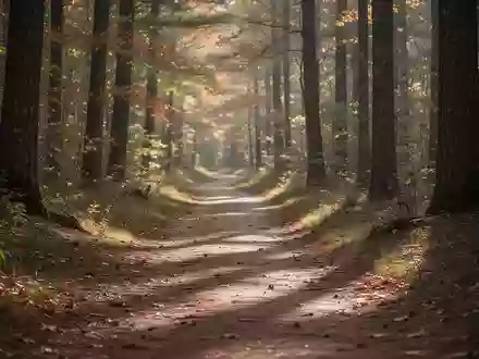 Ein friedlicher Waldweg im Herbst, der zu Spaziergängen einlädt. - Foto: über boerse-global.de