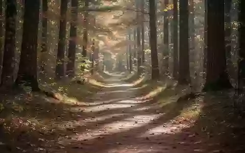 Ein friedlicher Waldweg im Herbst, der zu Spaziergängen einlädt. - Foto: über boerse-global.de