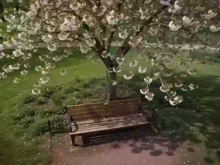 Symbolbild: Parkbank unter einem blühenden Baum - Foto: über boerse-global.de