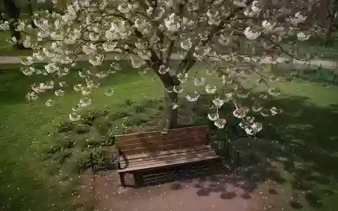 Symbolbild: Parkbank unter einem blühenden Baum - Foto: über boerse-global.de
