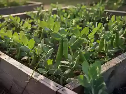 Nahaufnahme von Erbsenpflanzen in einem Garten bei natürlichem Morgenlicht als Sinnbild für Produktivität. - Foto: über boerse-global.de