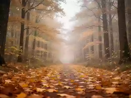 Herbstlicher Waldweg mit buntem Laub unter einem bedeckten Himmel. - Foto: über boerse-global.de