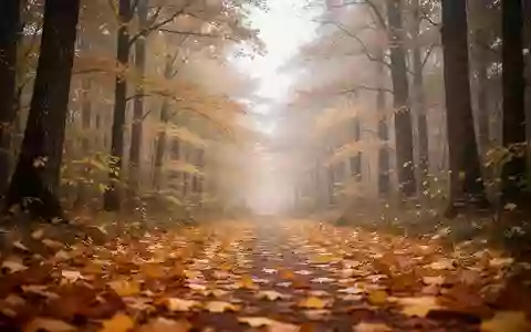 Herbstlicher Waldweg mit buntem Laub unter einem bedeckten Himmel. - Foto: über boerse-global.de