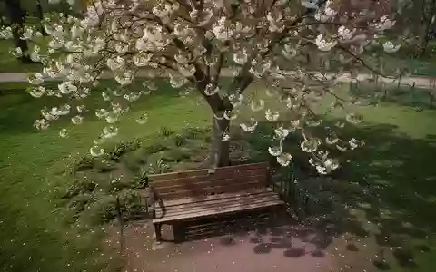 Symbolbild: Parkbank unter einem blühenden Baum - Foto: über boerse-global.de