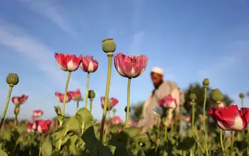 Der Opiumanbau ist in Afghanistan nach UN-Angaben im vergangenen Jahr wieder stark angestiegen. (Archivbild) - Foto: Rahmat Gul/AP/dpa