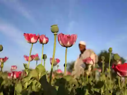 Der Opiumanbau ist in Afghanistan nach UN-Angaben im vergangenen Jahr wieder stark angestiegen. (Archivbild) - Foto: Rahmat Gul/AP/dpa