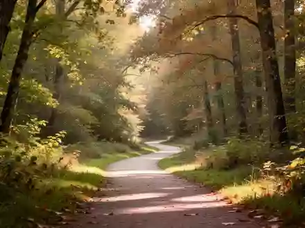 Ein friedlicher Spazierweg in einem herbstlichen Waldgebiet mit einfallendem Sonnenlicht. - Foto: über boerse-global.de