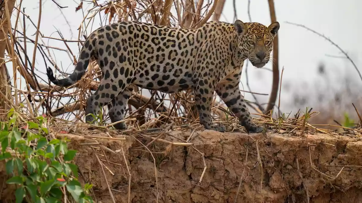 Jaguare in Brasilien sind laut UN ein Beispiel für eine Erfolgsgeschichte beim Schutz und Wiederaufbau von Ökosystemen. - Bild: Andre Penner/AP