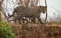 Jaguare in Brasilien sind laut UN ein Beispiel für eine Erfolgsgeschichte beim Schutz und Wiederaufbau von Ökosystemen. - Foto: Andre Penner/AP