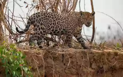 Jaguare in Brasilien sind laut UN ein Beispiel für eine Erfolgsgeschichte beim Schutz und Wiederaufbau von Ökosystemen. - Foto: Andre Penner/AP
