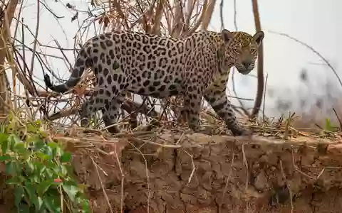 Jaguare in Brasilien sind laut UN ein Beispiel für eine Erfolgsgeschichte beim Schutz und Wiederaufbau von Ökosystemen. - Foto: Andre Penner/AP