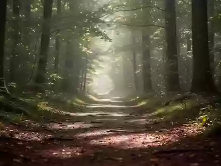 Ein sonnendurchfluteter Waldpfad, der Ruhe und geistige Klarheit symbolisiert. - Foto: über boerse-global.de
