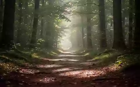 Ein sonnendurchfluteter Waldpfad, der Ruhe und geistige Klarheit symbolisiert. - Foto: über boerse-global.de