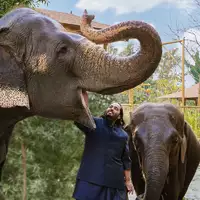 Ein zweites Leben für die Elefanten / WELT TV zeigt am 1. November Vantara -Sein Herz für Tiere- eine Dokumentation über gerettete Wildtiere und die Menschen, die ihnen eine neue Zukunft schenken - Foto: presseportal.de