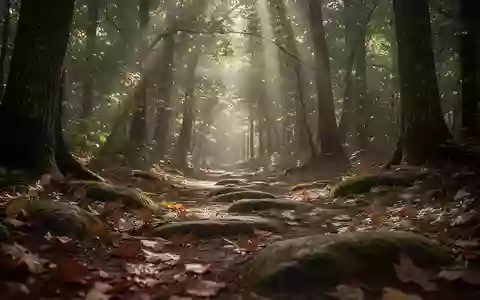 Ein sonnendurchfluteter Waldpfad mit herbstlichem Laub und bemoosten Steinen in einer ruhigen Naturumgebung. - Foto: über boerse-global.de
