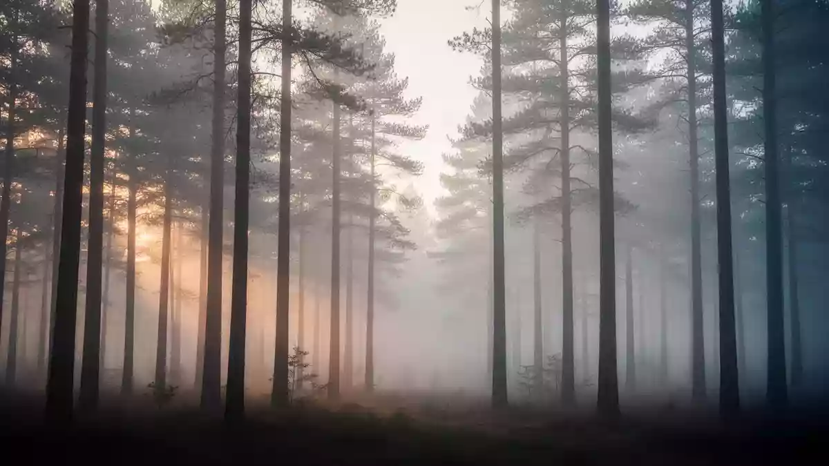 Ein nebliger Wald bei Morgendämmerung, der eine ruhige und nachdenkliche Atmosphäre vermittelt. Illustration mit AI erstellt.