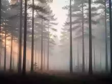 Ein nebliger Wald bei Morgendämmerung, der eine ruhige und nachdenkliche Atmosphäre vermittelt. - Foto: über boerse-global.de