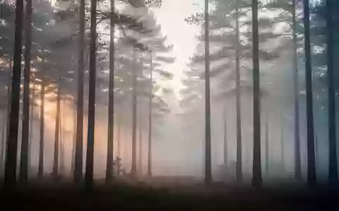 Ein nebliger Wald bei Morgendämmerung, der eine ruhige und nachdenkliche Atmosphäre vermittelt. - Foto: über boerse-global.de