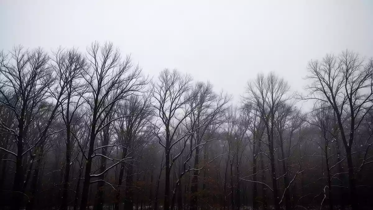Kahle Baumkronen gegen einen grauen Winterhimmel als Symbol für die lichtarme Jahreszeit. Illustration mit AI erstellt.