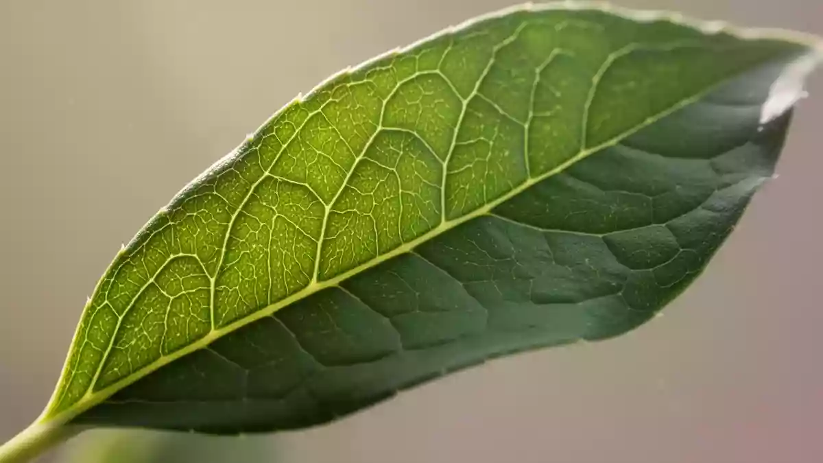 Ein Nahaufnahme-Foto eines gesunden grünen Blattes mit gut sichtbarer Aderstruktur als Symbol für Gefäßgesundheit. Illustration mit AI erstellt.