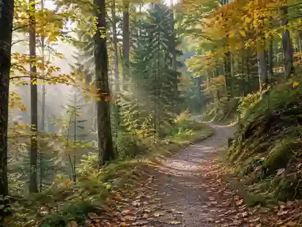 Ein ruhiger Waldweg im herbstlichen Morgenlicht als Symbol für einen bewussten und gesunden Lebensstil. - Foto: über boerse-global.de
