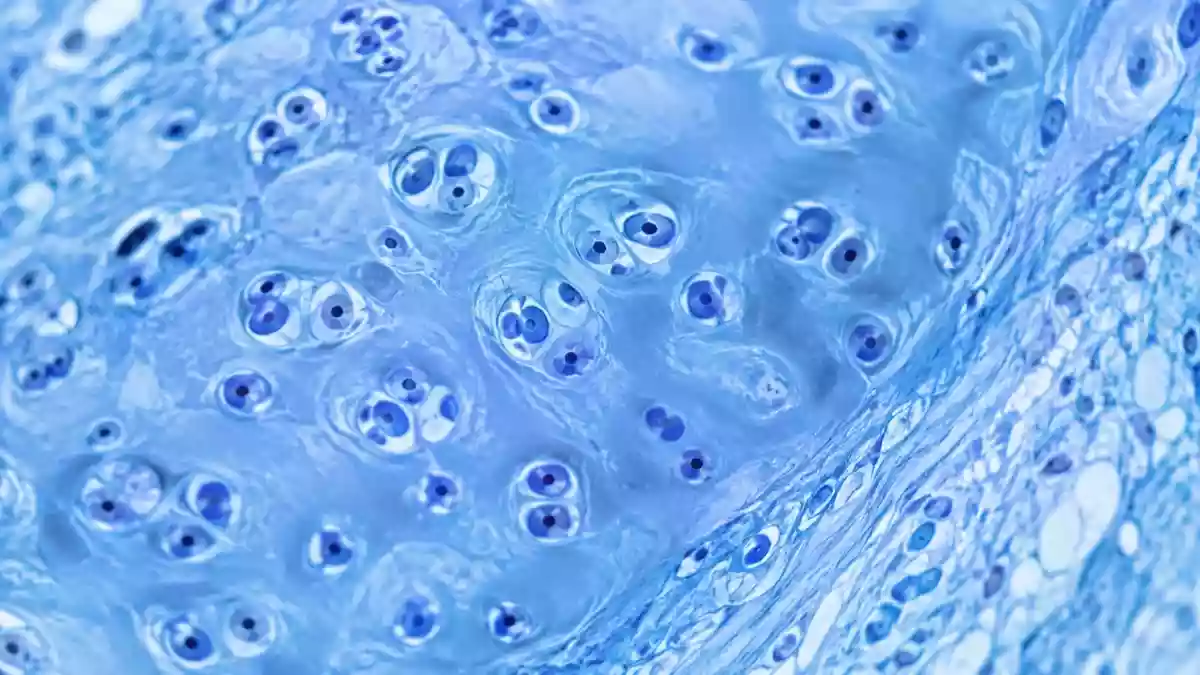 Mikroskopische Aufnahme von gesundem Knorpelgewebe mit komplexen zellulären Strukturen in klinisch blauer Beleuchtung. Illustration mit AI erstellt.