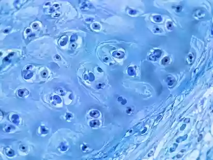 Mikroskopische Aufnahme von gesundem Knorpelgewebe mit komplexen zellulären Strukturen in klinisch blauer Beleuchtung. - Foto: über boerse-global.de