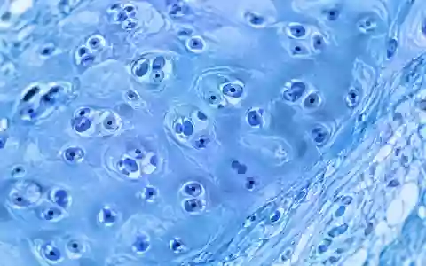 Mikroskopische Aufnahme von gesundem Knorpelgewebe mit komplexen zellulären Strukturen in klinisch blauer Beleuchtung. - Foto: über boerse-global.de