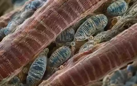 Mikroskopische Aufnahme von Muskelgewebestrukturen und Mitochondrien bei hoher Vergrößerung. - Foto: über boerse-global.de