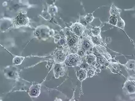 Mikroskopische Nahaufnahme von neuronalen Stammzellen in einer Laborkultur vor neutralem Hintergrund. - Foto: über boerse-global.de