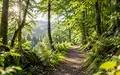 Ein sonnendurchfluteter Waldweg in einer ruhigen Naturlandschaft der Vulkaneifel. - Foto: über boerse-global.de