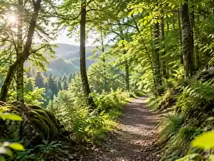 Ein sonnendurchfluteter Waldweg in einer ruhigen Naturlandschaft der Vulkaneifel. - Foto: über boerse-global.de